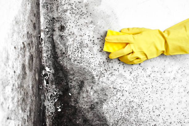 Best Mold Remediation  in Johnson City, KS