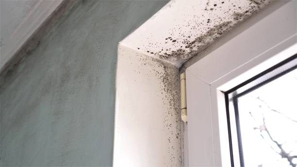 Best Affordable Mold Removal  in Johnson City, KS