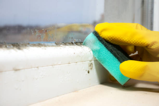 Attic Mold Removal in Johnson City, KS