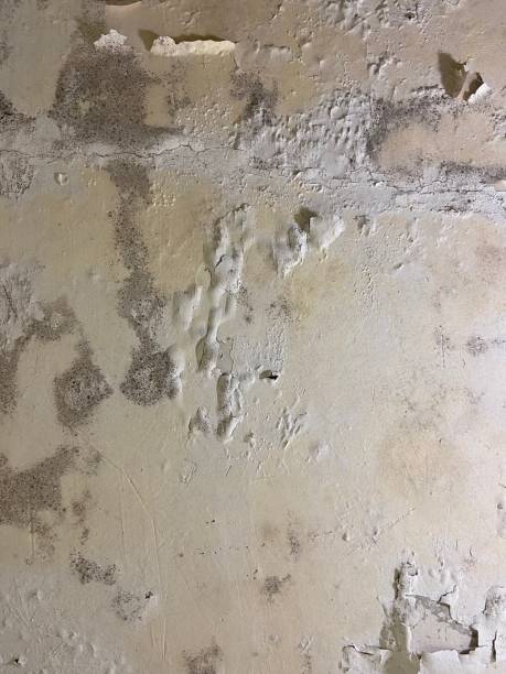 Best Commercial Mold Removal  in Johnson City, KS