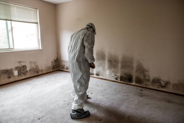 Best Toxic Mold Removal  in Johnson City, KS