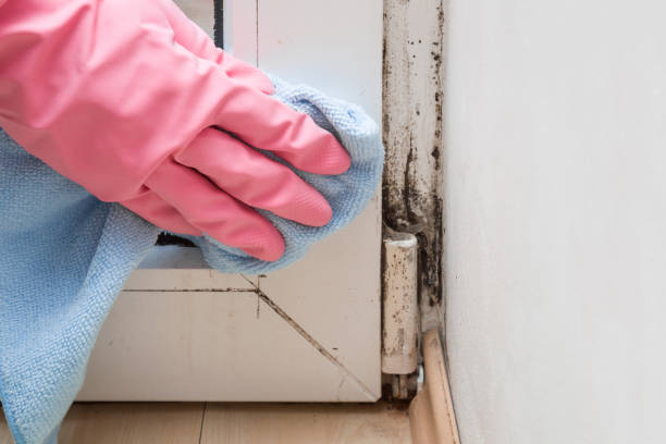 Best Mold Damage Repair  in Johnson City, KS