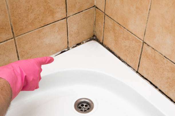 Best Commercial Mold Removal  in Johnson City, KS